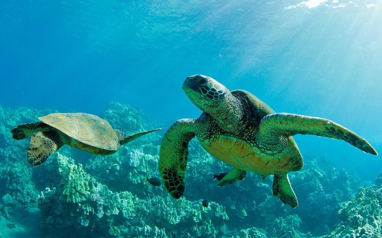 Sea Turtle Theme screenshot #1