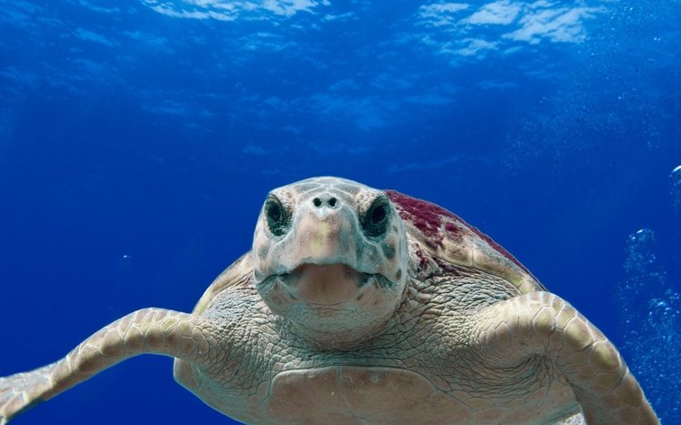 Sea Turtle Theme screenshot #5