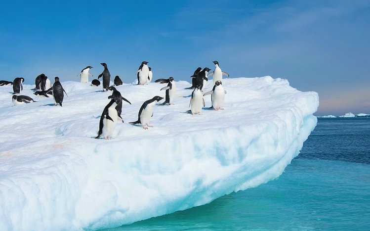 Antarctica Theme screenshot #13