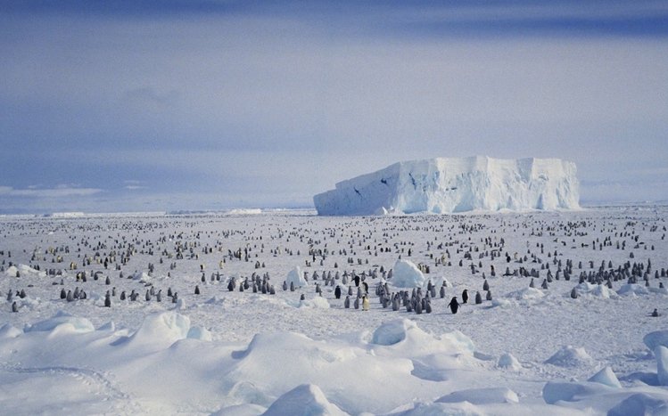 Antarctica Theme screenshot #4