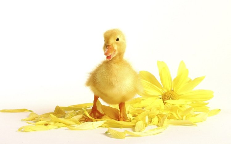 Duck Theme screenshot #4