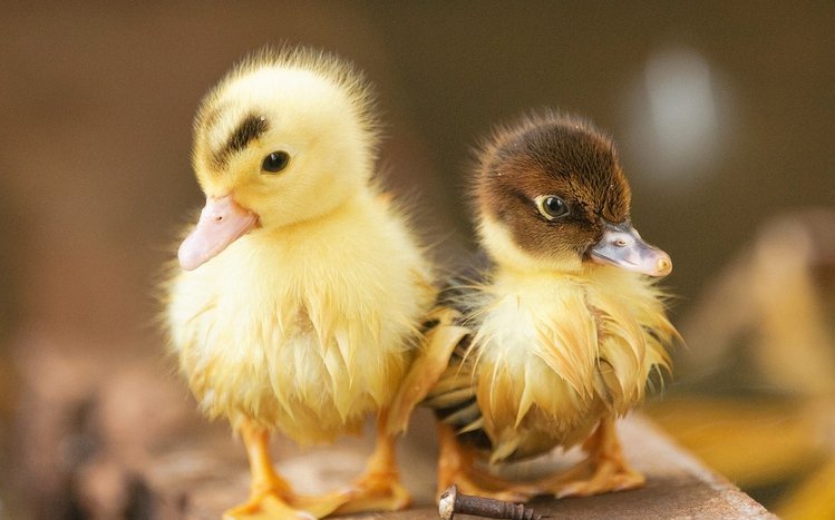 Duck Theme screenshot #14