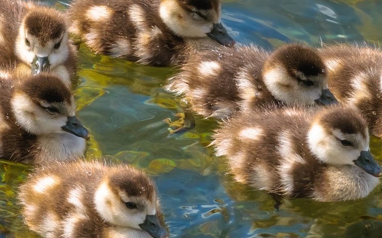 Duck Theme screenshot #13