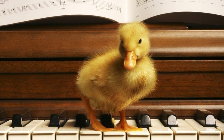 Duck Theme screenshot #8