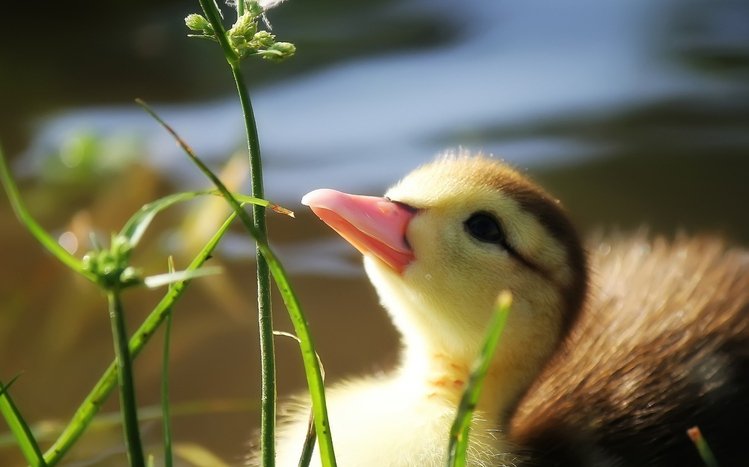 Duck Theme screenshot #6