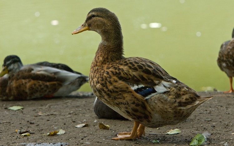 Duck Theme screenshot #5