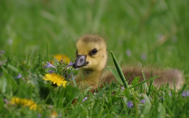 Duck Theme screenshot #11