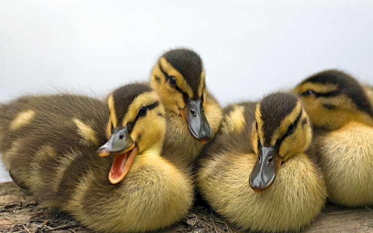 Duck Theme screenshot #10