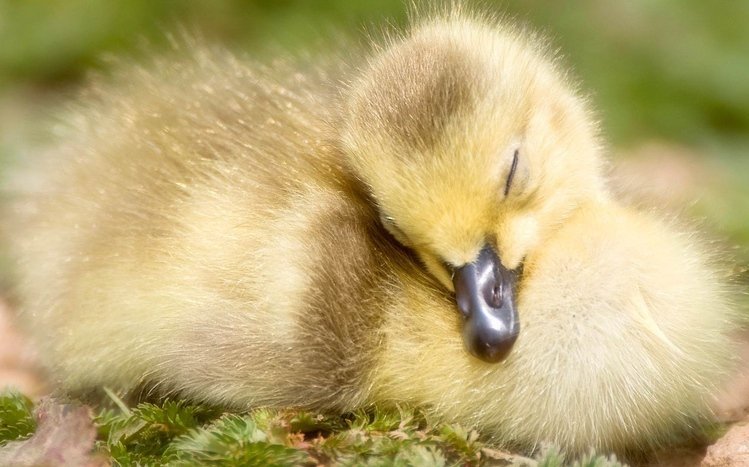 Duck Theme screenshot #12