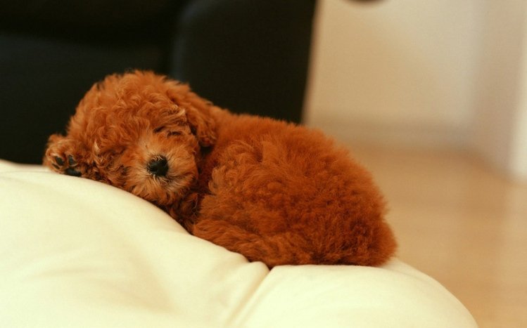 Poodle Theme screenshot #7