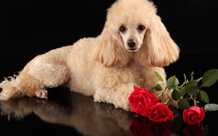 Poodle Theme screenshot #1