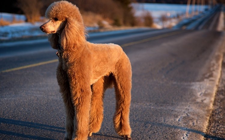 Poodle Theme screenshot #3