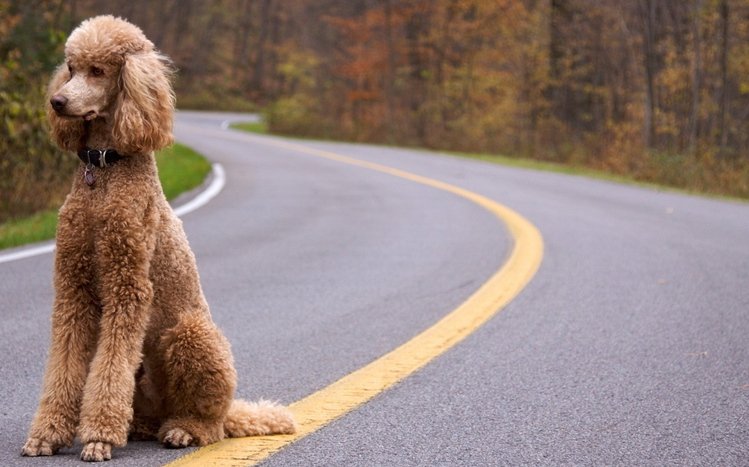 Poodle Theme screenshot #6