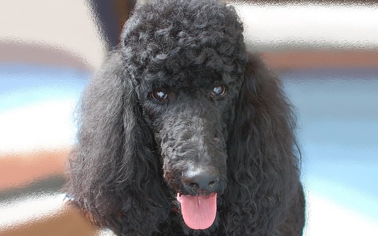 Poodle Theme screenshot #9