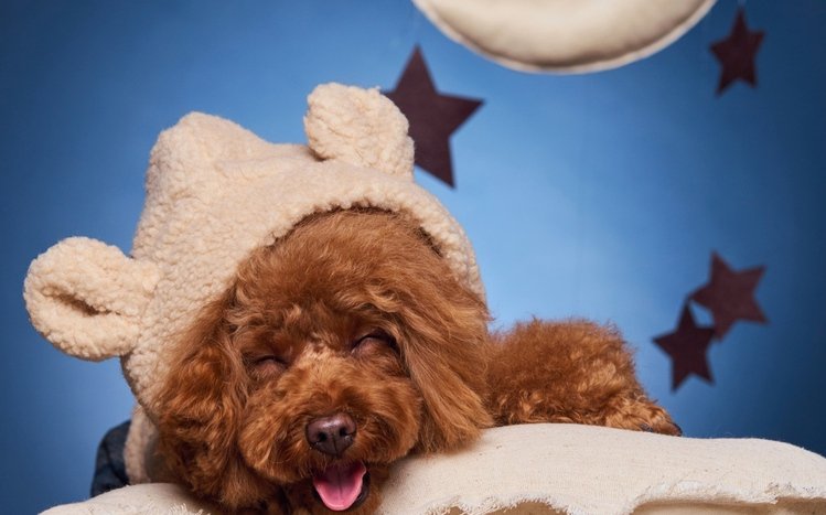 Poodle Theme screenshot #14