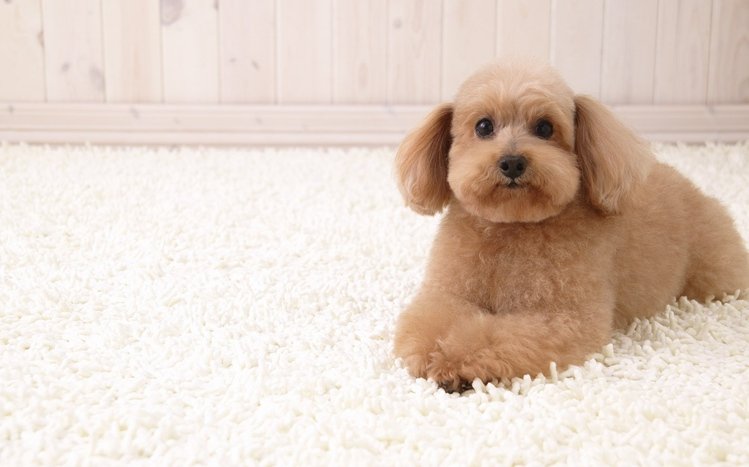 Poodle Theme screenshot #11