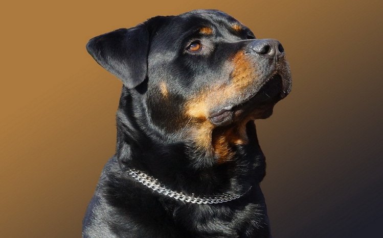 Rottweiler Theme screenshot #5