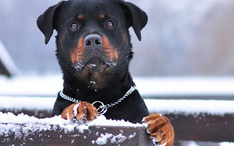 Rottweiler Theme screenshot #6