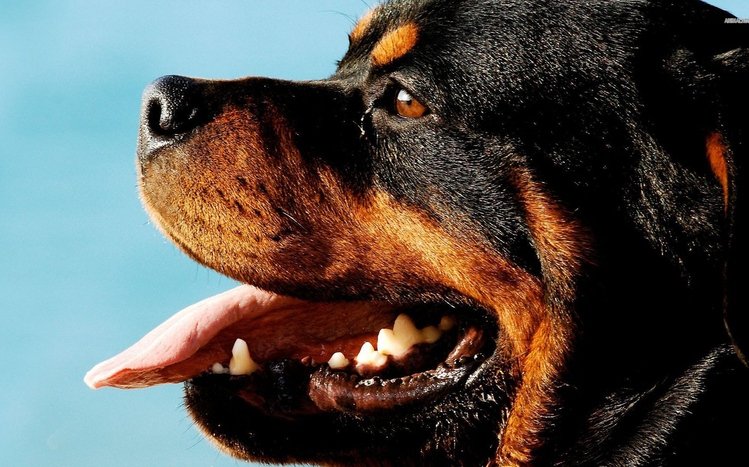 Rottweiler Theme screenshot #2