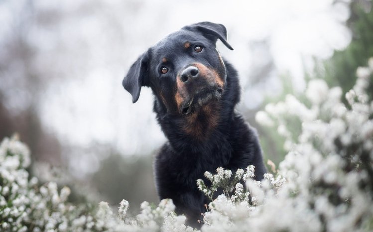 Rottweiler Theme screenshot #11