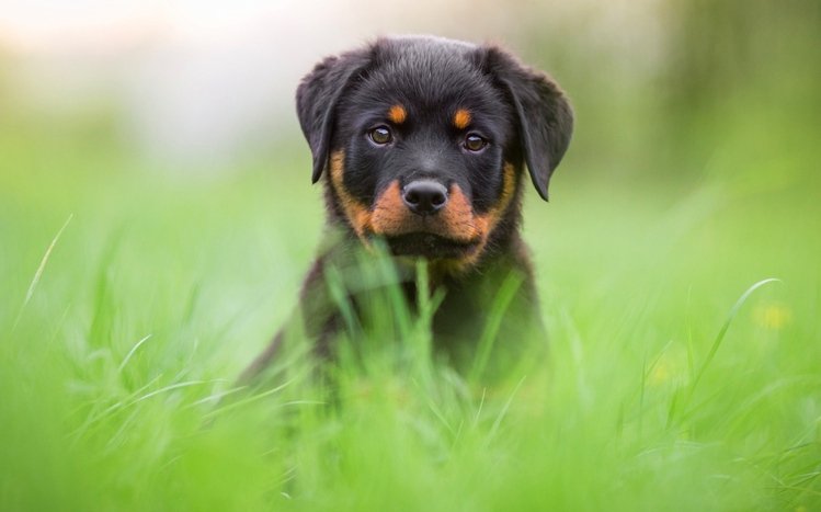 Rottweiler Theme screenshot #10