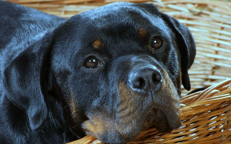 Rottweiler Theme screenshot #14