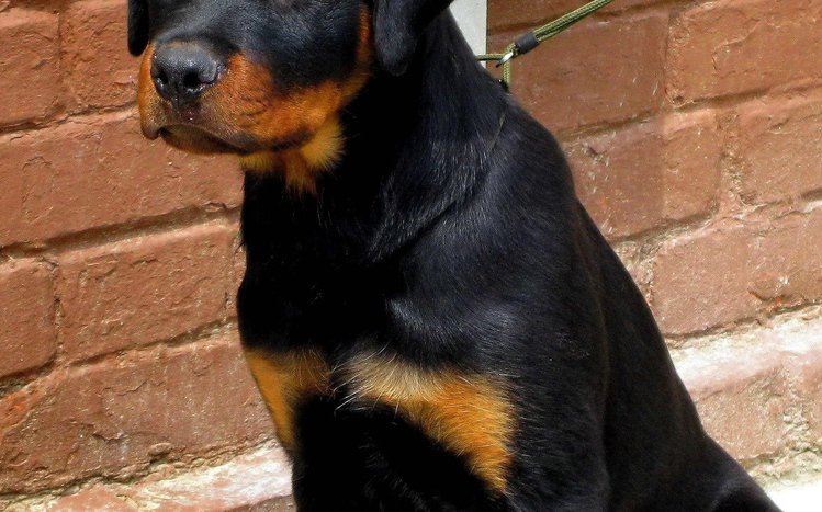 Rottweiler Theme screenshot #7
