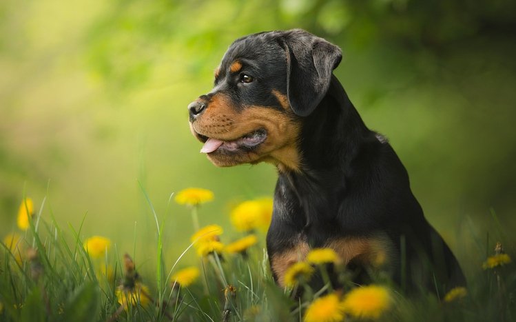 Rottweiler Theme screenshot #8