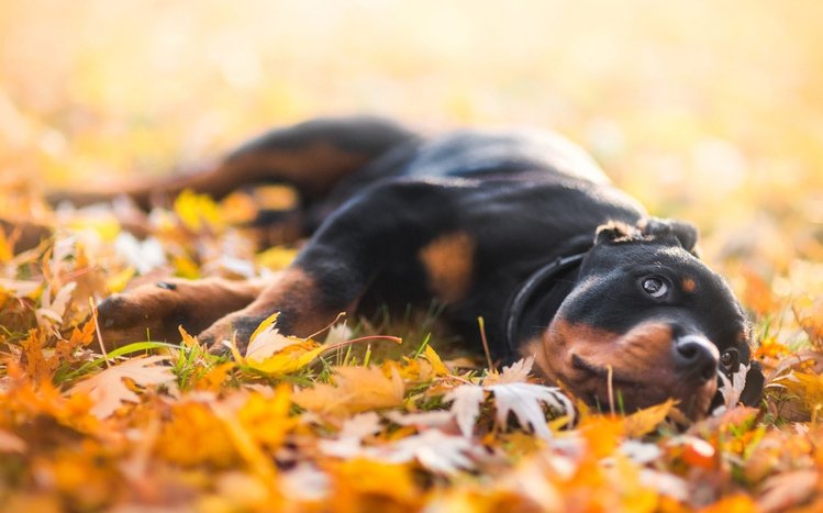 Rottweiler Theme screenshot #13