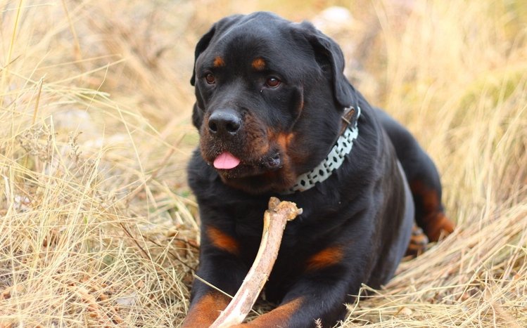 Rottweiler Theme screenshot #4