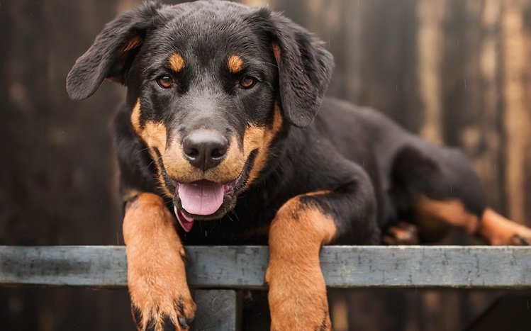 Rottweiler Theme screenshot #9