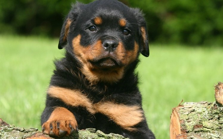 Rottweiler Theme screenshot #1