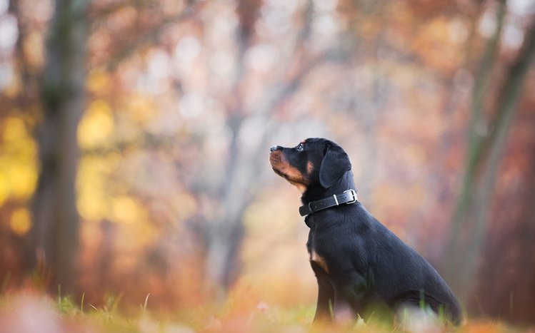 Rottweiler Theme screenshot #12