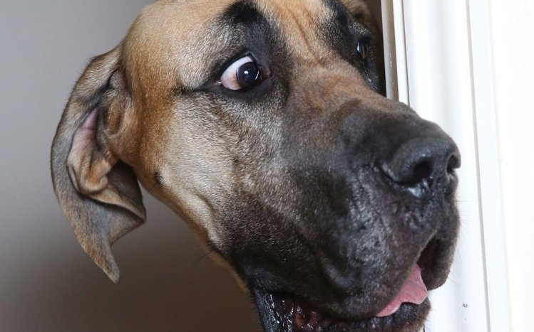 Great Dane Theme screenshot #10