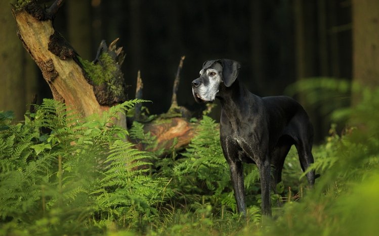 Great Dane Theme screenshot #11