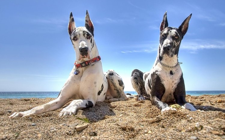 Great Dane Theme screenshot #9