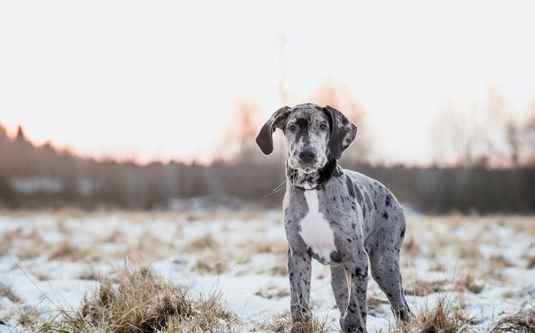 Great Dane Theme screenshot #13