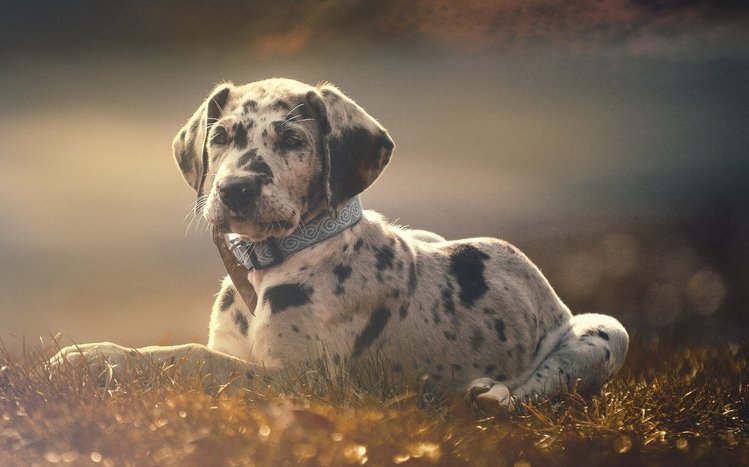 Great Dane Theme screenshot #7