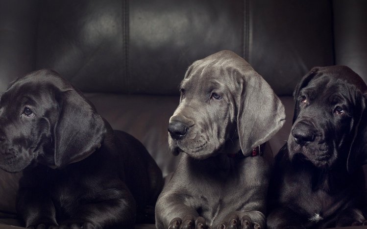 Great Dane Theme screenshot #4