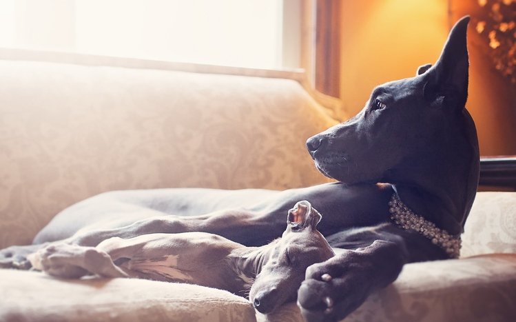 Great Dane Theme screenshot #8