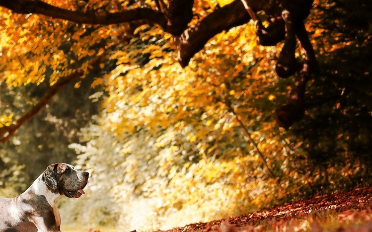 Great Dane Theme screenshot #6