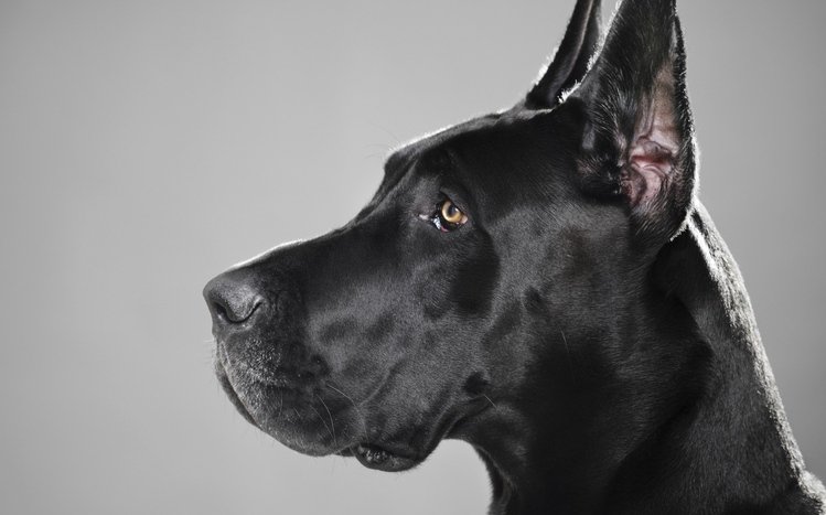 Great Dane Theme screenshot #3