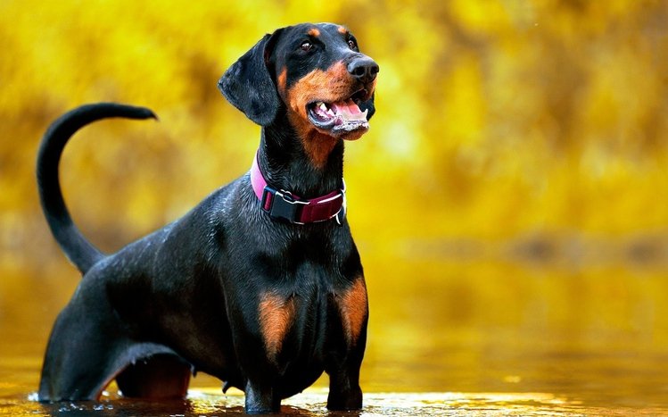 Doberman Theme screenshot #10