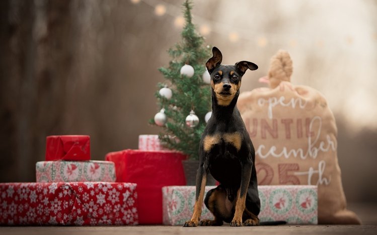 Doberman Theme screenshot #12