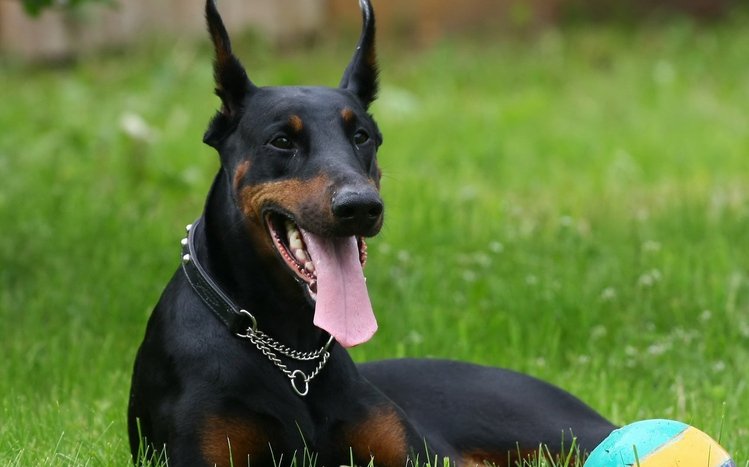 Doberman Theme screenshot #6