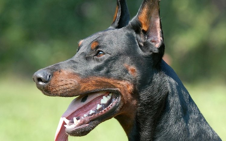 Doberman Theme screenshot #5