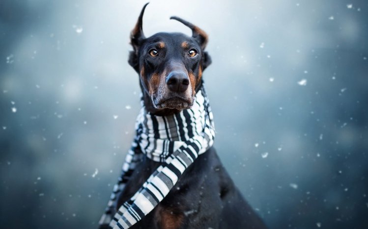 Doberman Theme screenshot #13