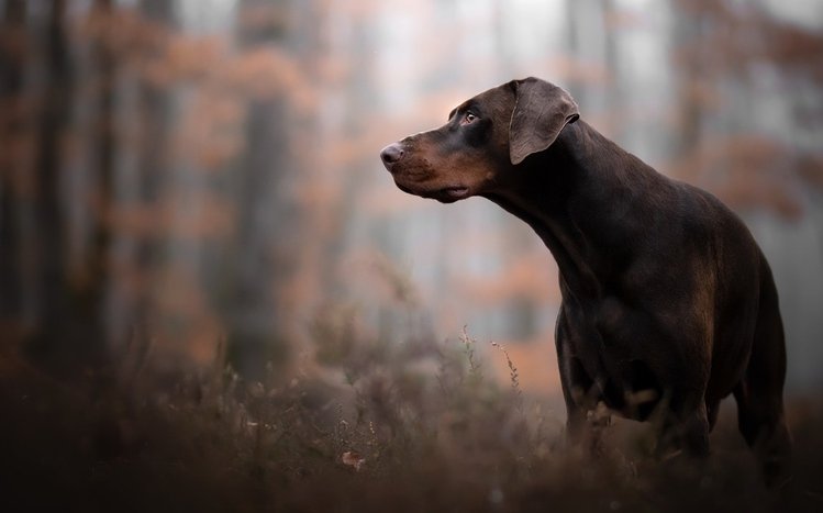 Doberman Theme screenshot #14