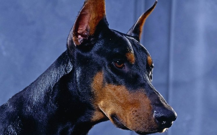 Doberman Theme screenshot #7