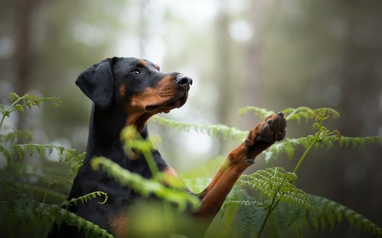 Doberman Theme screenshot #15